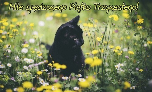 Czarny kot na łące w piątek 13-go